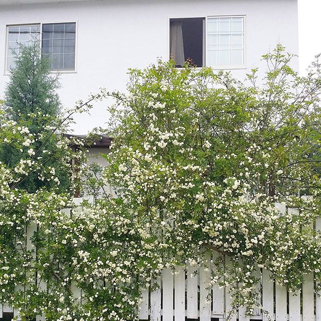 玄関ポーチにおすすめの植物・お花20