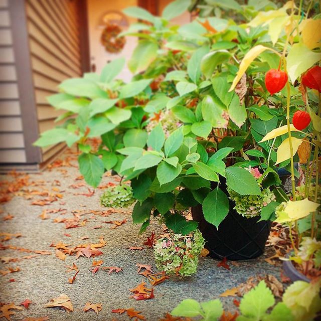 玄関ポーチにおすすめの植物・お花10