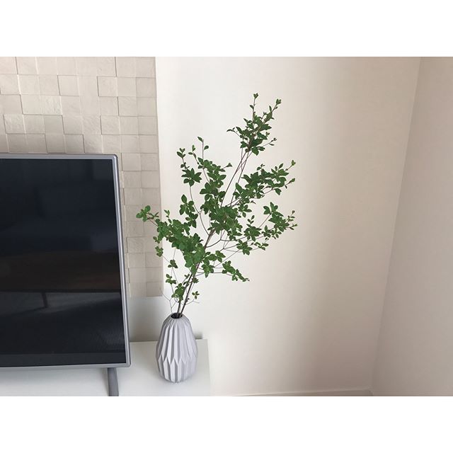 枝もの植物