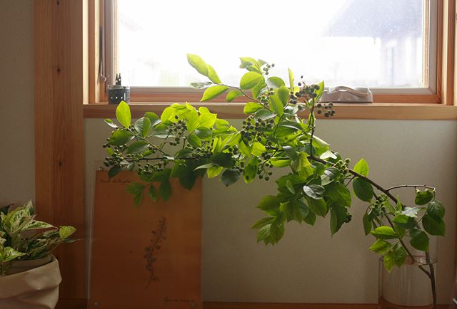 枝もの植物3