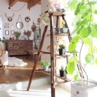 「お部屋」も「心」も爽やかに♡観葉植物のある暮らしを始めませんか？