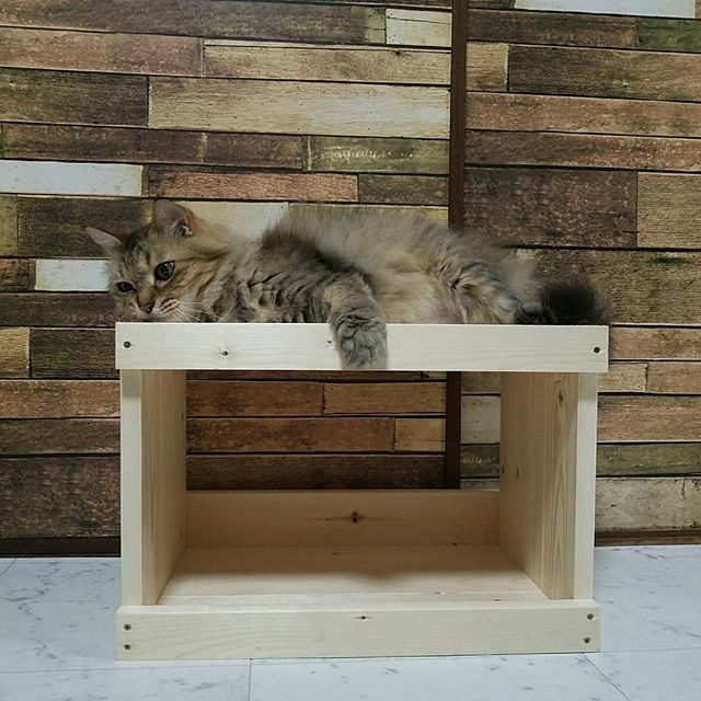 人気のDIYで猫ベッドを作ろう