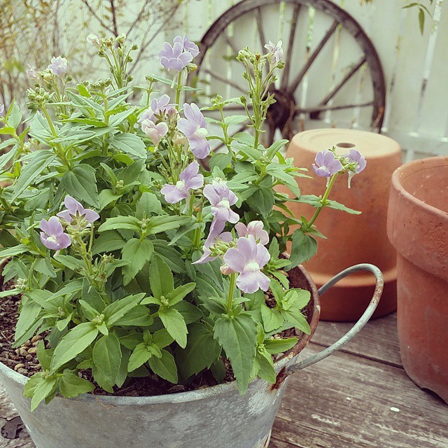 春の花を取り入れたガーデニング実例4