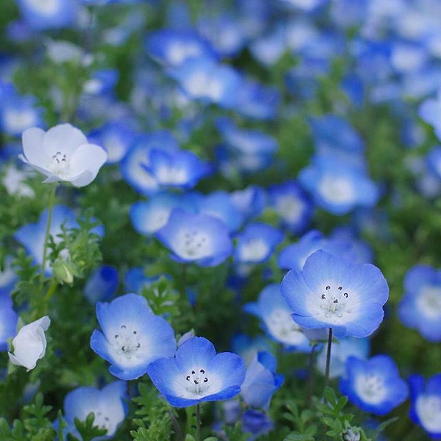 ガーデニングにおすすめの春の花2