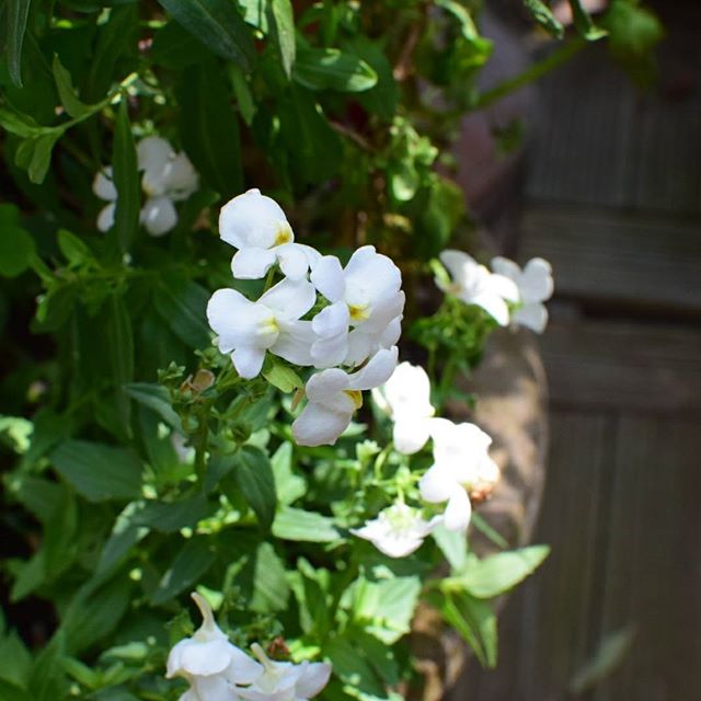 ガーデニングにおすすめの春の花5