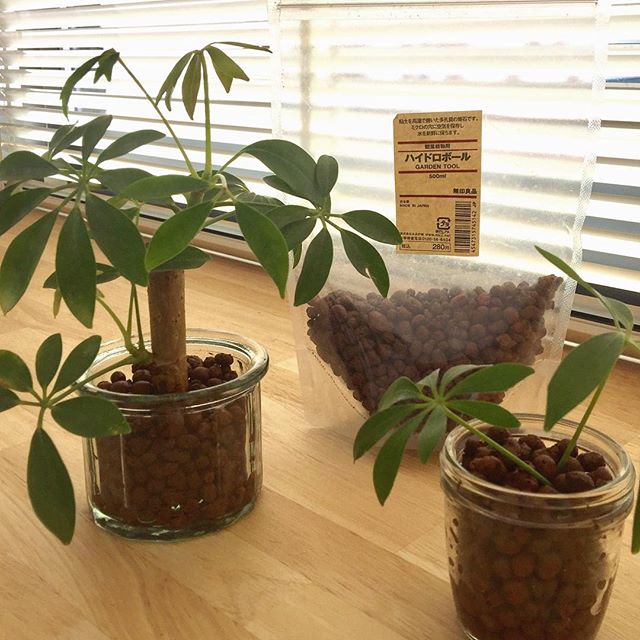 棚上インテリアに最適な小さな植物