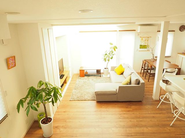 リビングにおすすめの観葉植物《パキラ》