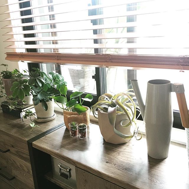 リビングにおすすめの観葉植物《ポトス》