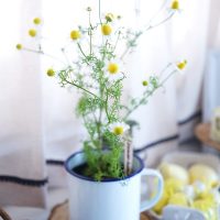 【連載】ガーデニングの季節到来♪1つ100円からのハーブ・花苗の楽しみ方