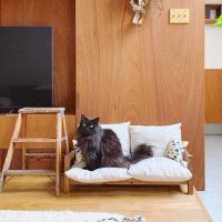 猫と暮らすナチュラルインテリア。おしゃれで快適な空間づくりの実例集