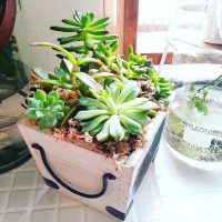 お部屋にナチュラルなアクセント♪多肉植物をおしゃれに飾るコツ