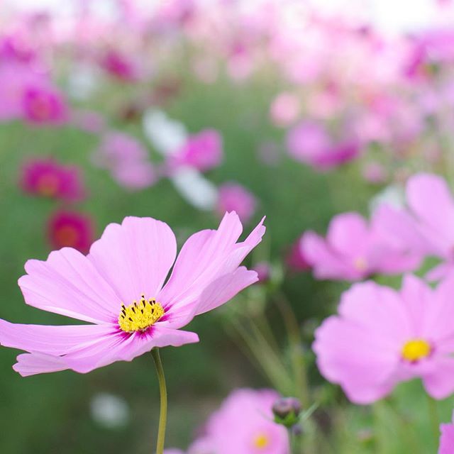 ガーデニングに人気な秋の花／コスモス