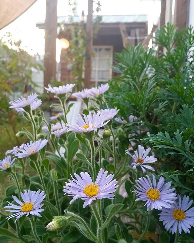 ガーデニングに人気な秋の花／ダルマギク