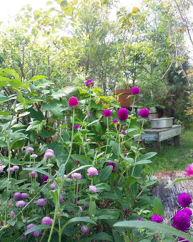 千日紅は花壇や地植えがおすすめ