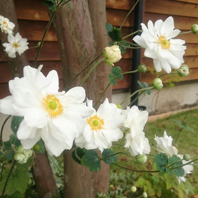 秋明菊は植える場所がポイント