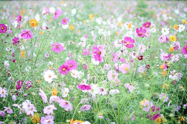 コスモスの人気園芸は花壇へのガーデニング