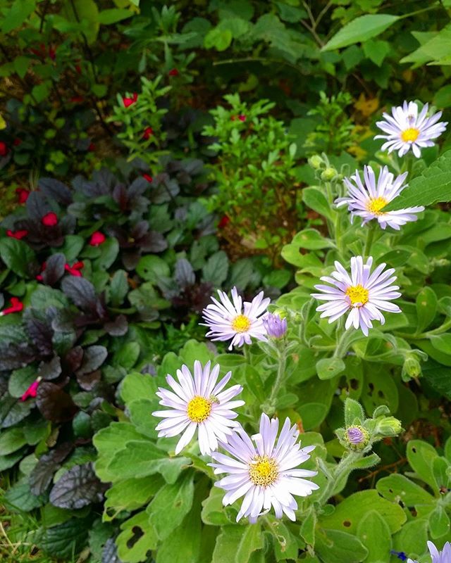 ダルマギクの人気園芸は寄せ植え