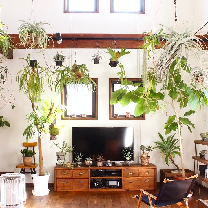 エアプランツの飾り方講座 おしゃれインテリアに大変身するコツをご紹介 Folk