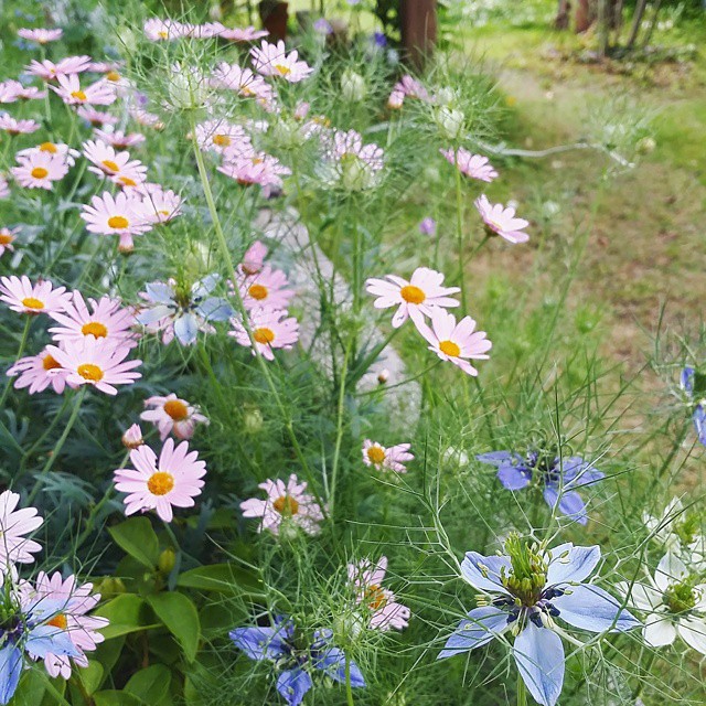 ガーデニング・花壇の実例⑤マーガレット