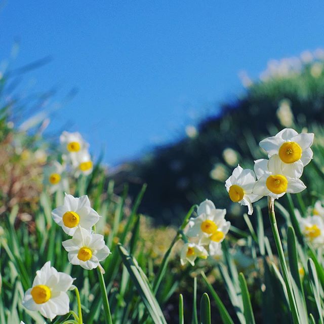 育てやすい人気の冬の花⑥スイセン