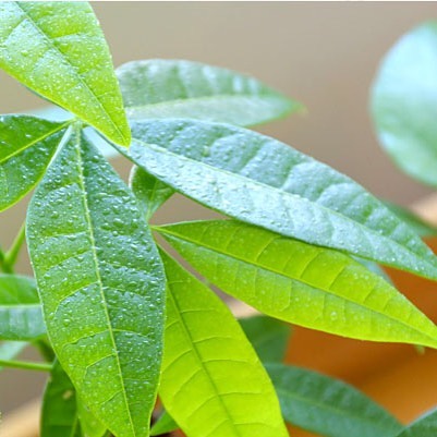 冬におすすめの観葉植物〈パキラ〉