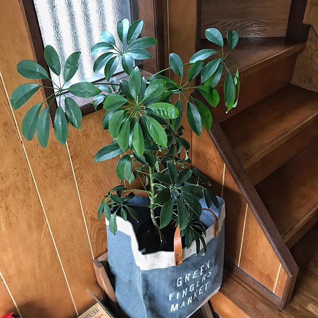 冬におすすめの観葉植物〈シェフレラ〉