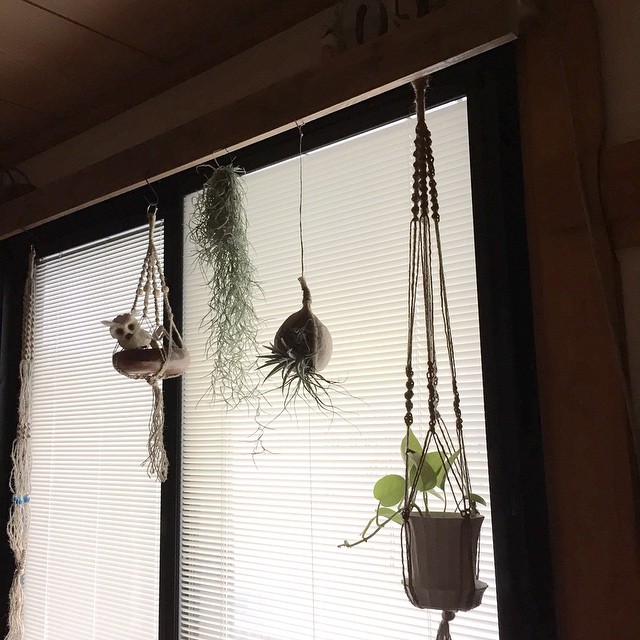 植物との相性も◎