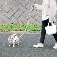 愛犬だけでなく飼い主までウキウキ♪手作業で編んで作られた「リード」