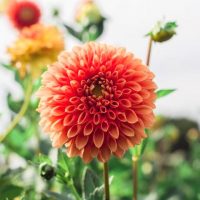 秋らしい花で部屋を彩ろう。今だから楽しめるおすすめのお花9種