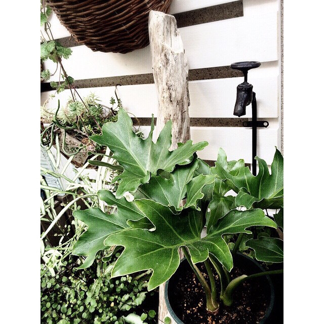 観葉植物4