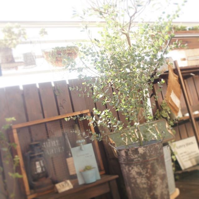 観葉植物3
