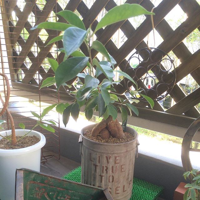 観葉植物5