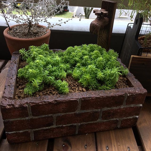 観葉植物8