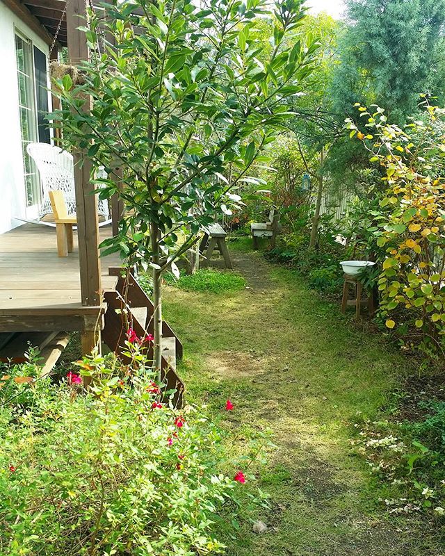 たくさんの植物で作る北欧風の小道