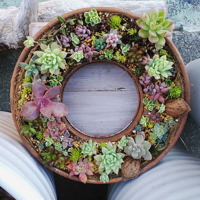 観葉植物6