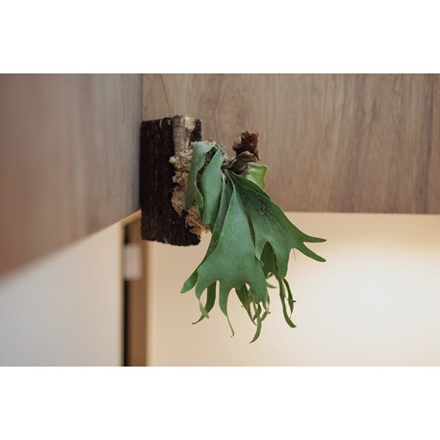 観葉植物15