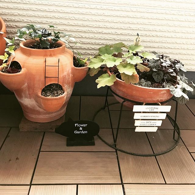 観葉植物9
