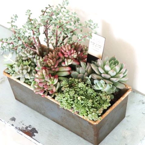 ★多肉植物　寄せ植え〜食いしん坊にゃんこのキッチン風寄せ〜★ ☆多肉植物 寄せ植え〜食いしん坊にゃんこのキッチン風寄せ〜 多肉