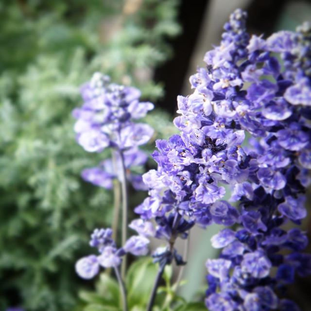 夏の花の美しい和名「緋衣草」