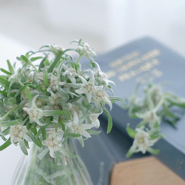 夏の花の美しい和名「花薄雪草」