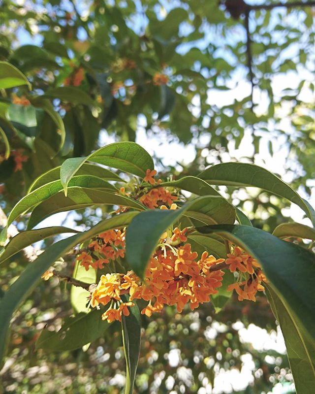 秋の花の美しい和名「金木犀」