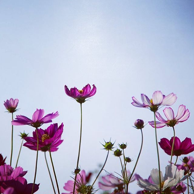 秋の花の美しい和名「秋桜」