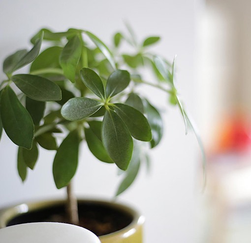 剪定した枝で増やせる観葉植物