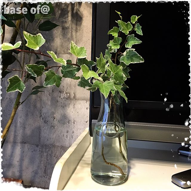 アイビー風水４