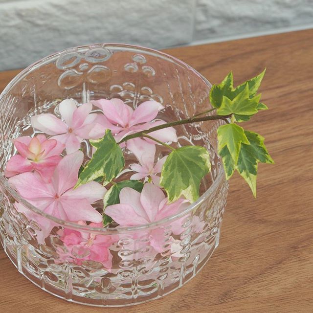 アイビー風水９