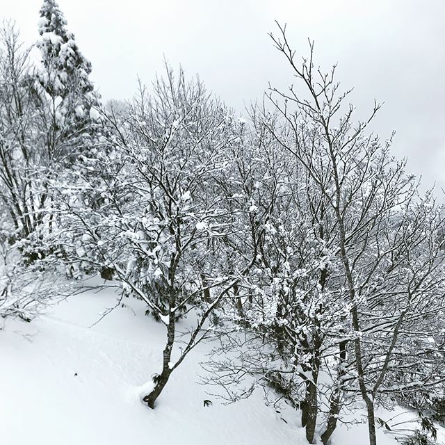 美しいを表現する素敵な言葉「樹氷」