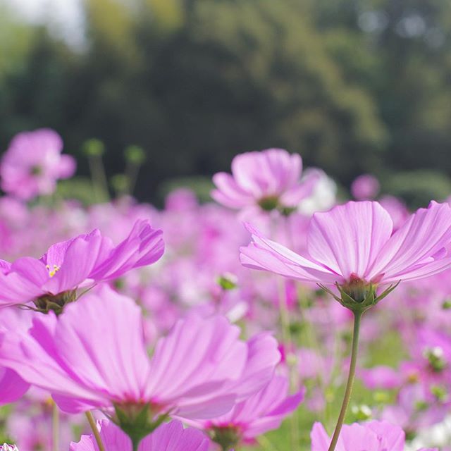 秋桜