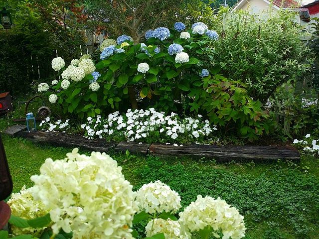 和モダンな庭の梅雨を華やかに彩るアジサイ