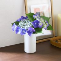 初夏の訪れを告げる紫陽花