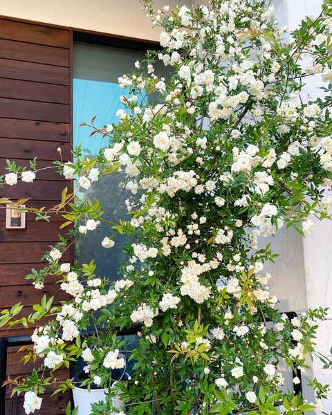 花のある樹木を使ったおしゃれな目隠し実例